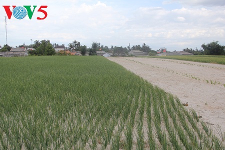 ອາຊີບປູກຜັກບົວ ແລະ ຜັກທຽມຢູ່ ຫຼີເຊີນ